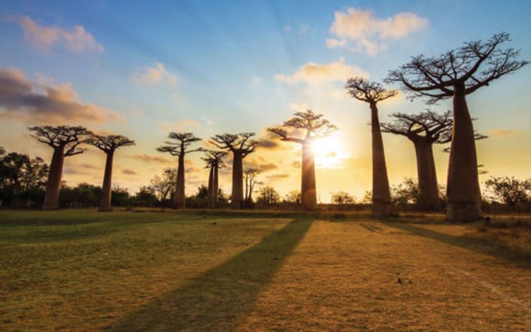 Africa Madagascar Baobab